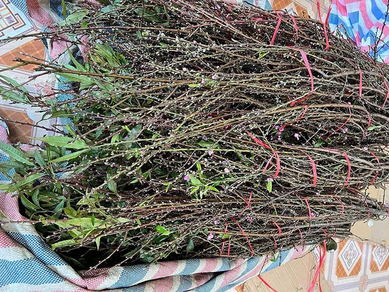 Đào rừng ồ ạt xuống phố sớm, giá rẻ chưa từng có - Ảnh 2. Đào rừng ồ ạt xuống phố sớm, giá rẻ chưa từng có - Ảnh 2.