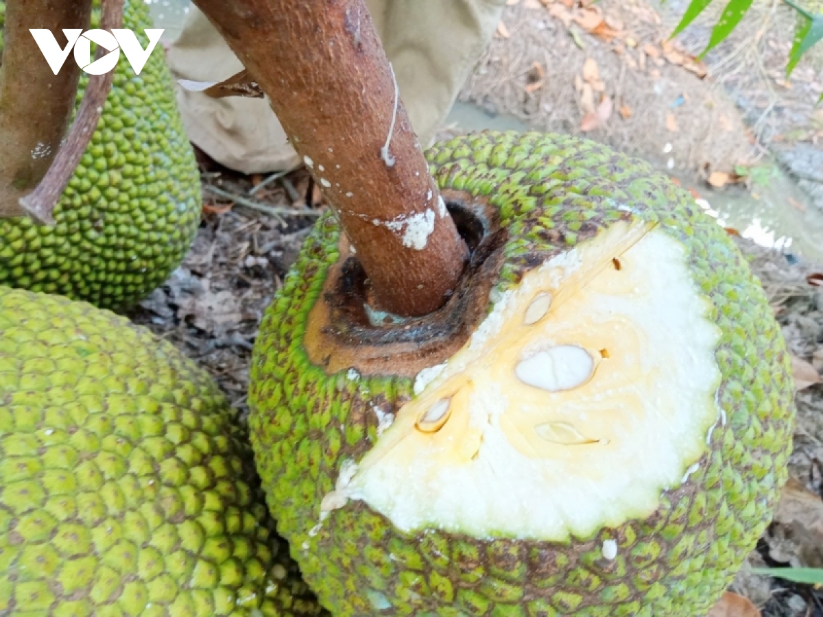 Gi&aacute; m&iacute;t Th&aacute;i ở ĐBSCL đ&atilde; xuống 4.000/kg nhưng rất&nbsp;kh&oacute; ti&ecirc;u thụ - Ảnh 11.