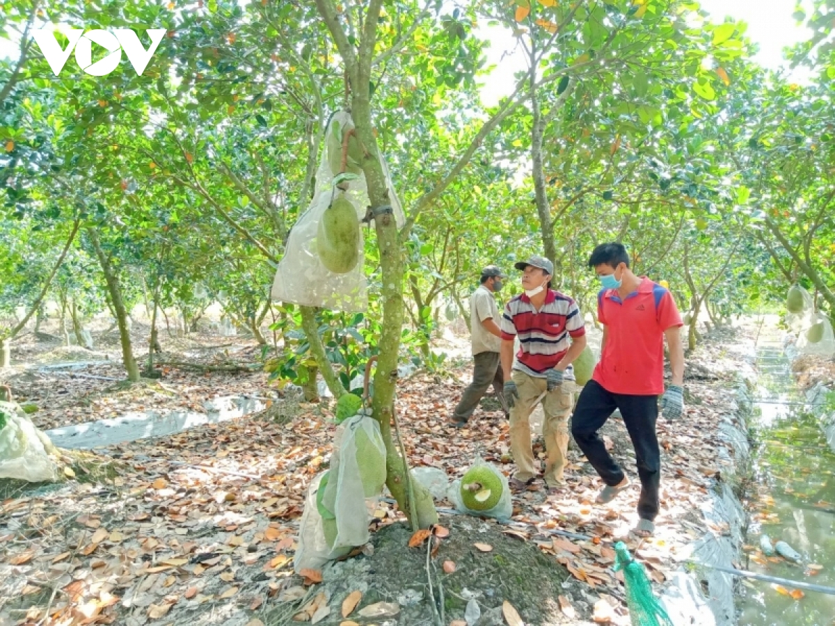 Gi&aacute; m&iacute;t Th&aacute;i ở ĐBSCL đ&atilde; xuống 4.000/kg nhưng rất&nbsp;kh&oacute; ti&ecirc;u thụ - Ảnh 3.