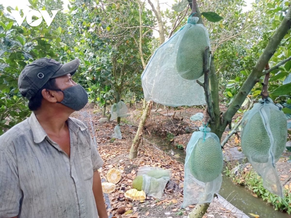 Gi&aacute; m&iacute;t Th&aacute;i ở ĐBSCL đ&atilde; xuống 4.000/kg nhưng rất&nbsp;kh&oacute; ti&ecirc;u thụ - Ảnh 4.