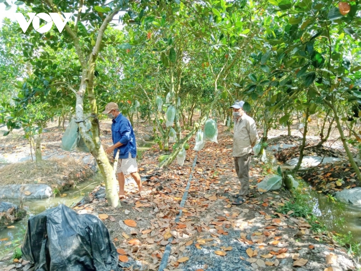 Gi&aacute; m&iacute;t Th&aacute;i ở ĐBSCL đ&atilde; xuống 4.000/kg nhưng rất&nbsp;kh&oacute; ti&ecirc;u thụ - Ảnh 6.