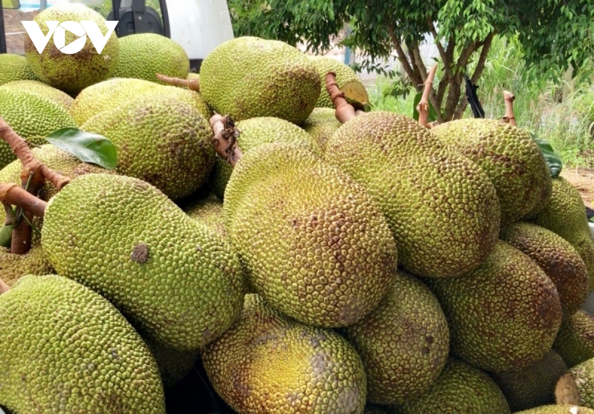 Gi&aacute; m&iacute;t Th&aacute;i ở ĐBSCL đ&atilde; xuống 4.000/kg nhưng rất&nbsp;kh&oacute; ti&ecirc;u thụ - Ảnh 7.