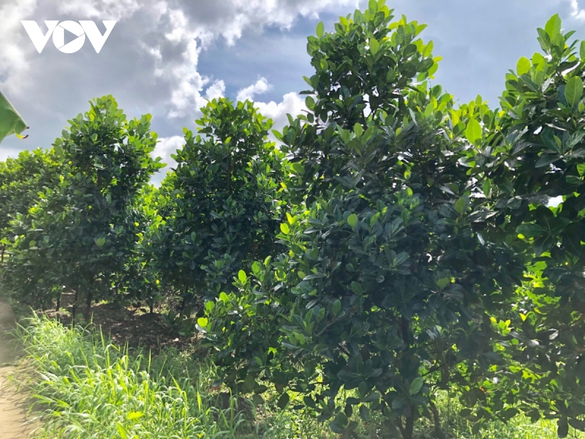 Gi&aacute; m&iacute;t Th&aacute;i ở ĐBSCL đ&atilde; xuống 4.000/kg nhưng rất&nbsp;kh&oacute; ti&ecirc;u thụ - Ảnh 9.