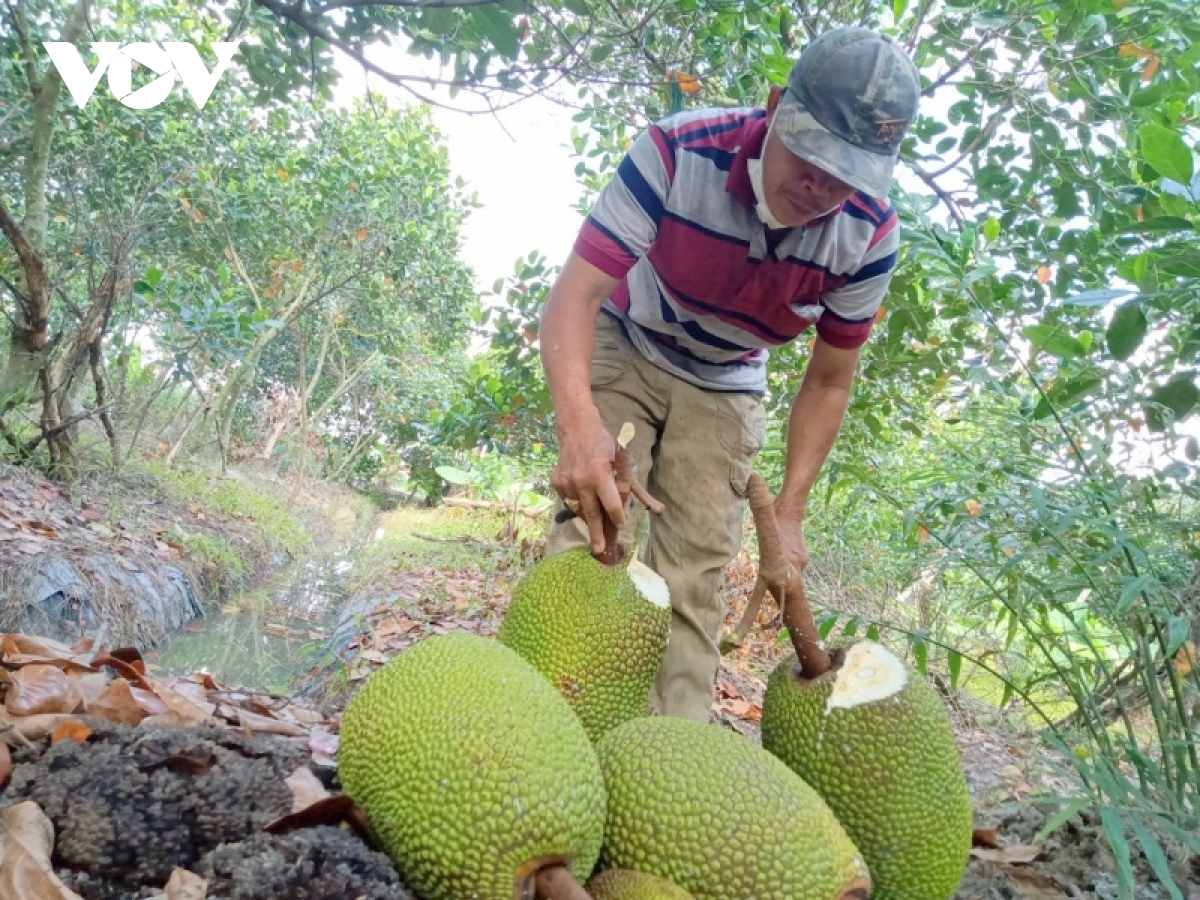 Gi&aacute; m&iacute;t Th&aacute;i ở ĐBSCL đ&atilde; xuống 4.000/kg nhưng rất&nbsp;kh&oacute; ti&ecirc;u thụ - Ảnh 10.