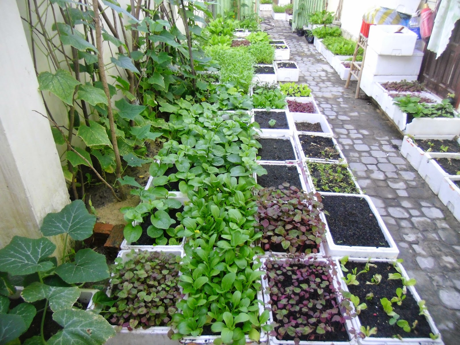 4 bước cơ bản để xây dựng mô hình trồng rau tại nhà hiệu quả