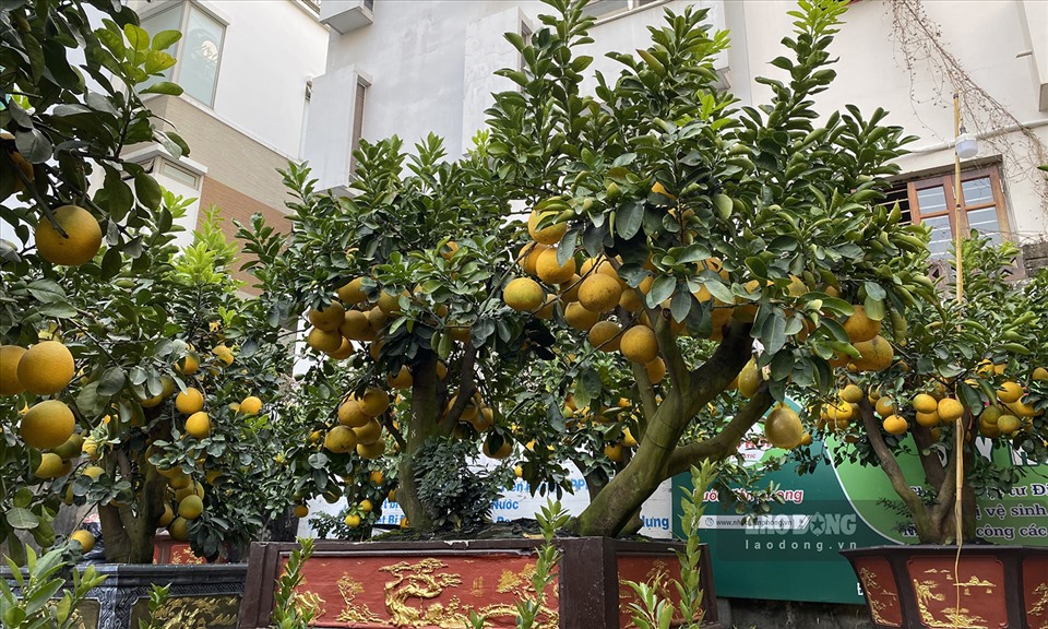 Bưởi cảnh, đào cổ thụ 'nằm lặng lẽ' bên đường, chủ vườn lo thất thu - Ảnh 2.