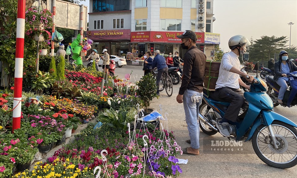 Bưởi cảnh, đào cổ thụ 'nằm lặng lẽ' bên đường, chủ vườn lo thất thu - Ảnh 9.