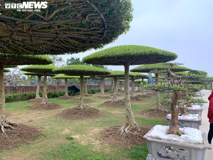 Vườn sanh lọng độc nhất v&ocirc; nhị trị gi&aacute; h&agrave;ng chục tỷ đồng - Ảnh 1.