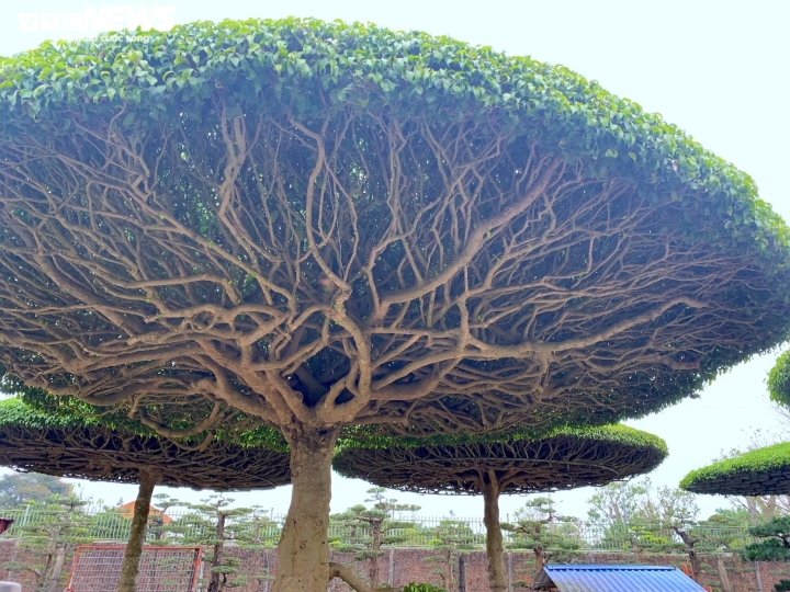 Vườn sanh lọng độc nhất v&ocirc; nhị trị gi&aacute; h&agrave;ng chục tỷ đồng - Ảnh 10.