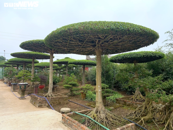 Vườn sanh lọng độc nhất v&ocirc; nhị trị gi&aacute; h&agrave;ng chục tỷ đồng - Ảnh 3.