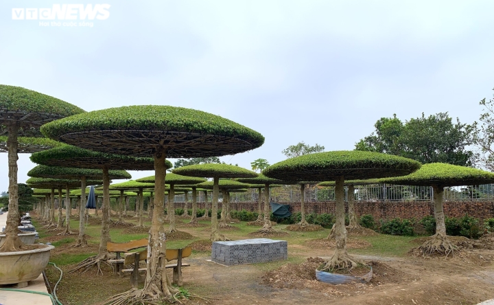 Vườn sanh lọng độc nhất v&ocirc; nhị trị gi&aacute; h&agrave;ng chục tỷ đồng - Ảnh 4.