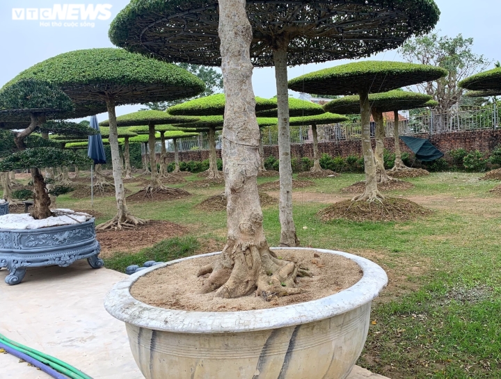 Vườn sanh lọng độc nhất v&ocirc; nhị trị gi&aacute; h&agrave;ng chục tỷ đồng - Ảnh 5.