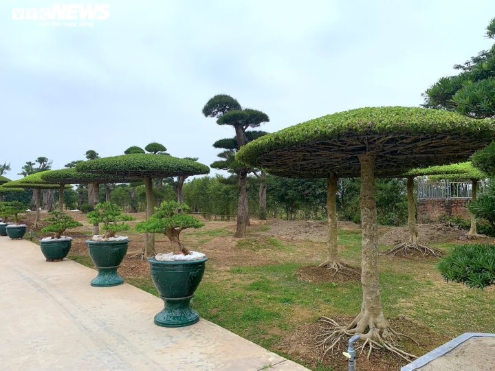 Vườn sanh lọng độc nhất v&ocirc; nhị trị gi&aacute; h&agrave;ng chục tỷ đồng - Ảnh 6.