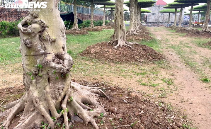 Vườn sanh lọng độc nhất v&ocirc; nhị trị gi&aacute; h&agrave;ng chục tỷ đồng - Ảnh 8.