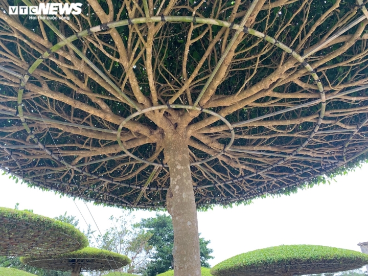 Vườn sanh lọng độc nhất v&ocirc; nhị trị gi&aacute; h&agrave;ng chục tỷ đồng - Ảnh 9.