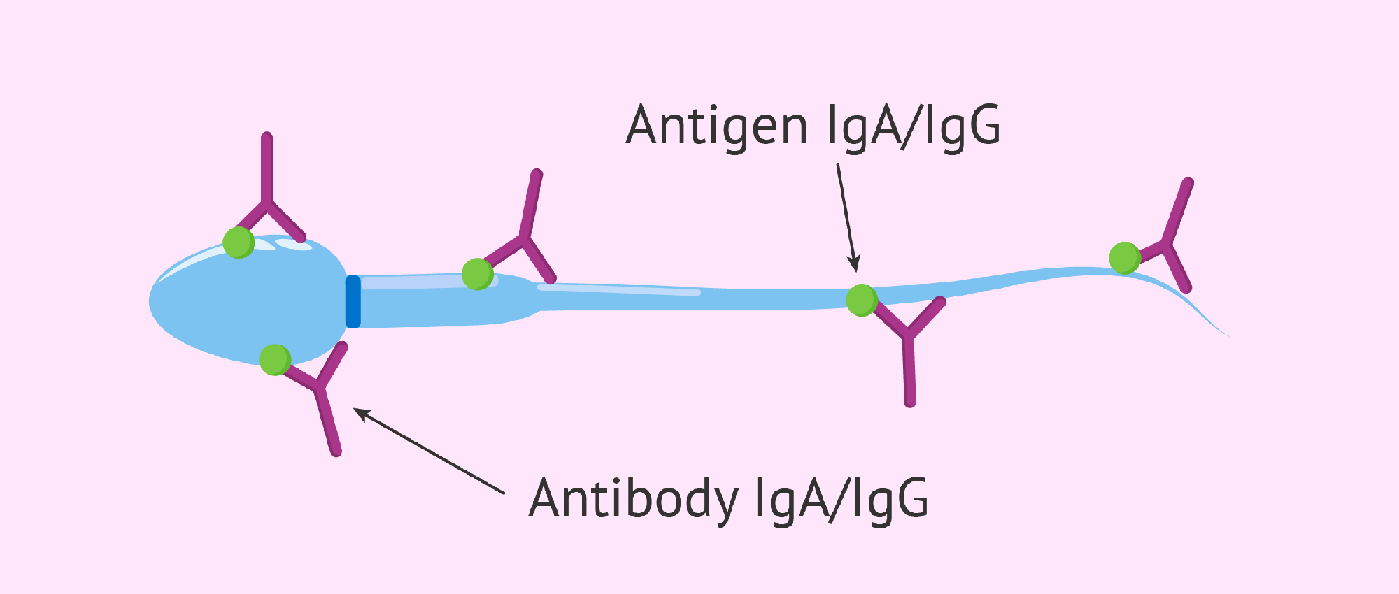 Definition-of-antisperm-antibodies.png