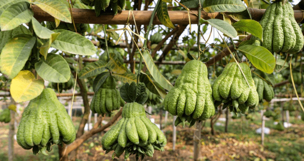 Năm loại trái cây cứ đến Tết lại đắt hàng, có loại cả triệu đồng/quả - Ảnh 11.