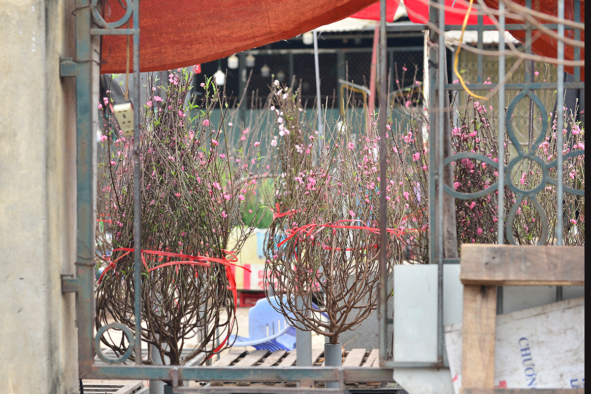 Người dân tấp nập tìm đến làng hoa Nhật Tân chọn mua đào chơi rằm - Ảnh 2.