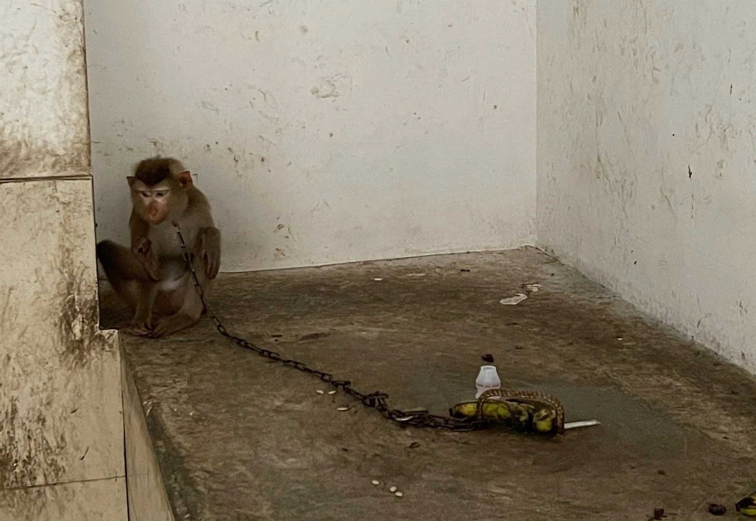 Khỉ bị xích nuôi trong chung cư TP.HCM được đưa về trạm cứu hộ - Ảnh 1.