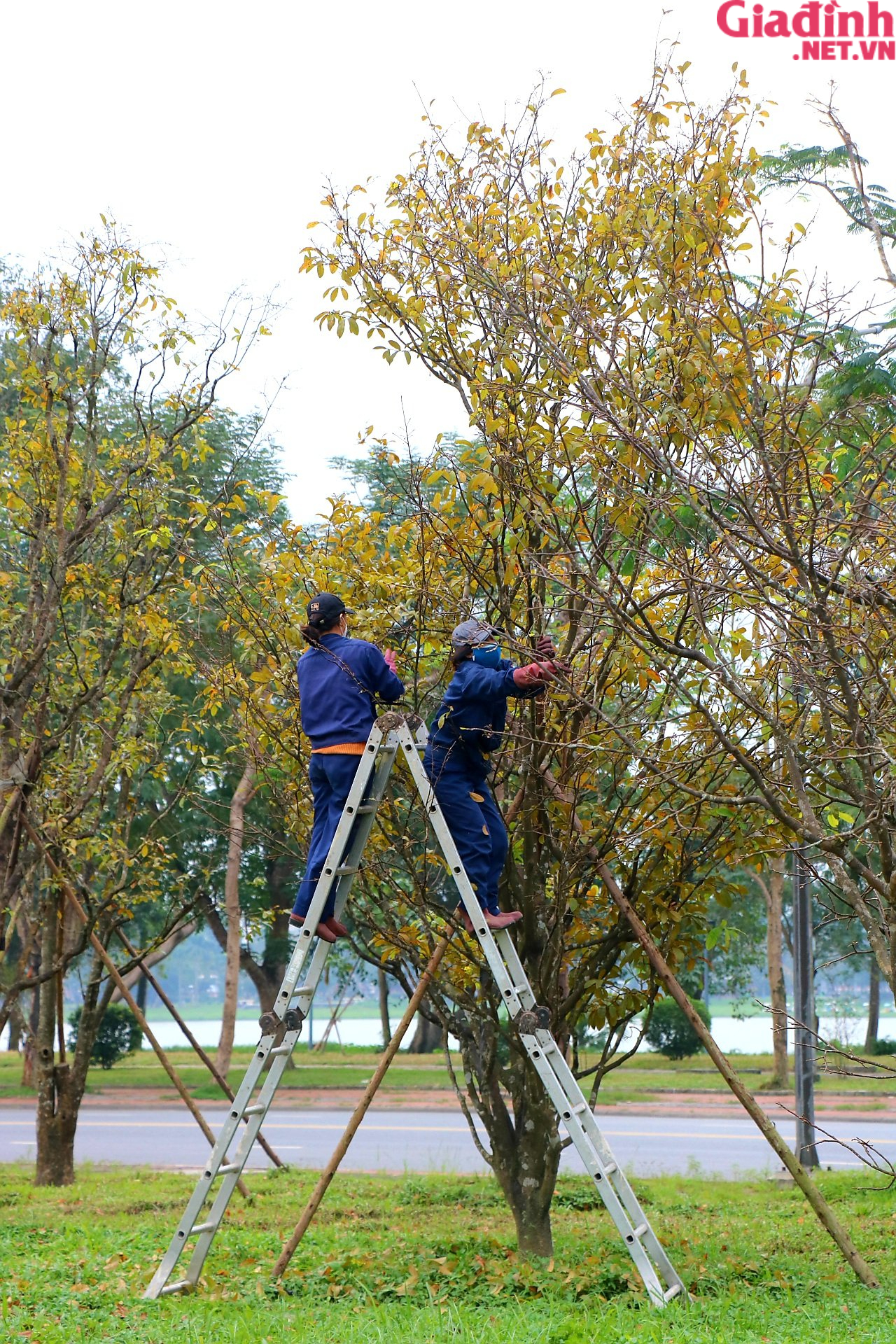 Hàng trăm cây mai bên Đại nội Huế được “thay áo mới” để đón Tết - Ảnh 5.