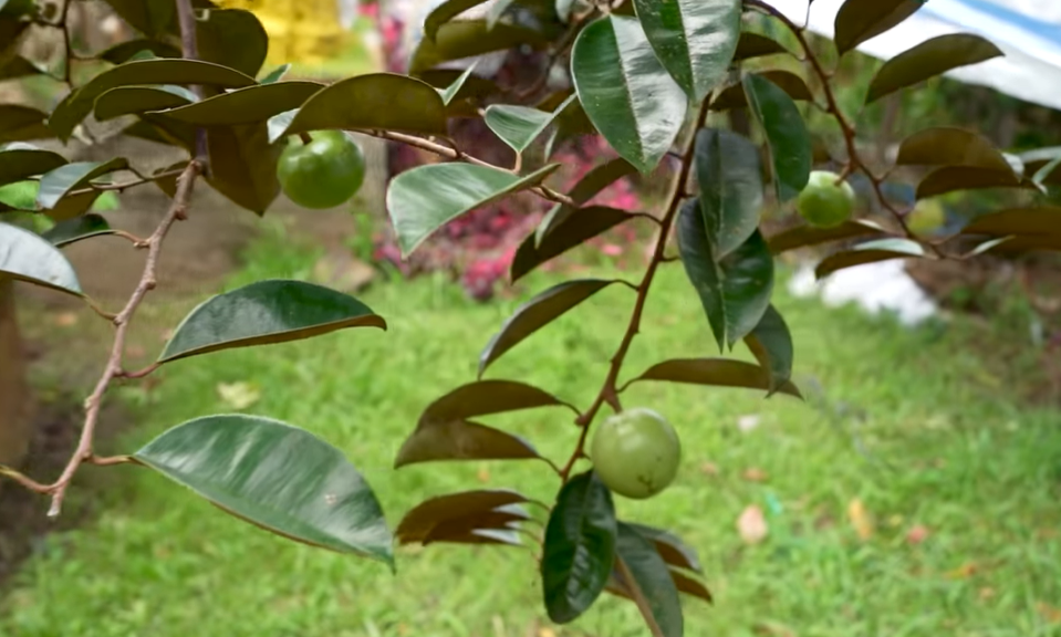 Ngắm cây vú sữa dáng rồng cổ quái, chồng hỏi ý vợ rồi hô 3 tỷ đồng: Sự thật hé lộ thú vị - Ảnh 7. Ngắm cây vú sữa dáng rồng cổ quái, chồng hỏi ý vợ rồi hô 3 tỷ đồng: Sự thật hé lộ thú vị - Ảnh 7.