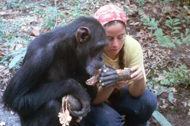 Người phụ nữ ở trong rừng 6 năm để dạy tinh tinh sống hoang dã - Ảnh 3.