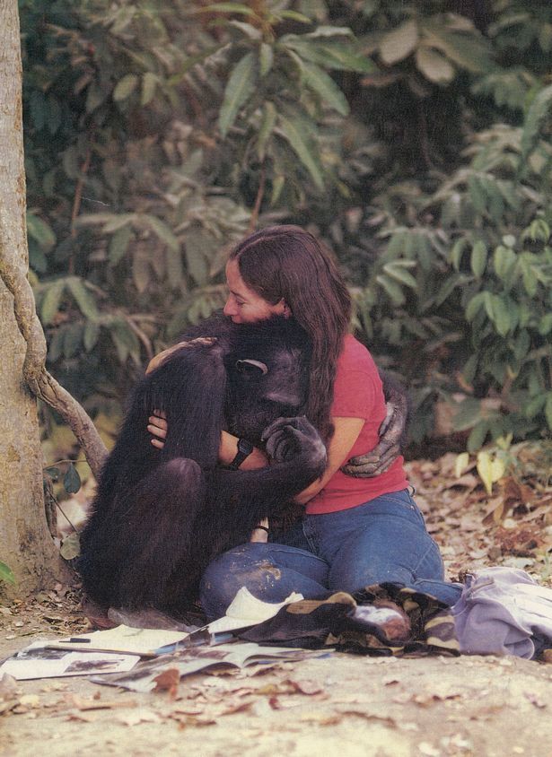 Người phụ nữ ở trong rừng 6 năm để dạy tinh tinh sống hoang dã - Ảnh 5.