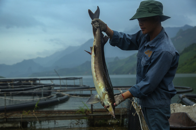 Tiếp tục bắt giữ số lượng lớn cá tầm Trung Quốc nhập lậu về Việt Nam tiêu thụ - Ảnh 4.
