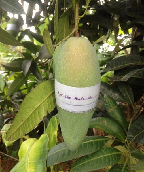 Dở kh&oacute;c dở cười với chi&ecirc;u độc lạ chống lại nạn xo&agrave;i tặc - Ảnh 3.