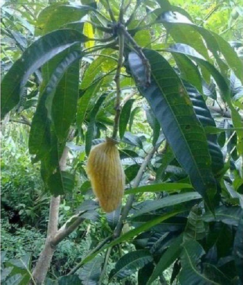 Dở kh&oacute;c dở cười với chi&ecirc;u độc lạ chống lại nạn xo&agrave;i tặc - Ảnh 10.