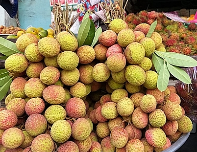 Vải thiều đầu mùa: Hà Nội rớt giá, Sài Gòn cao vút - Ảnh 3.
