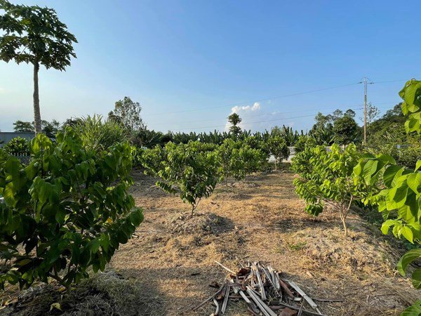 Diễn viên Minh Luân khoe cải tạo vườn rộng 2000m2, trồng toàn cây ăn trái - Ảnh 5.