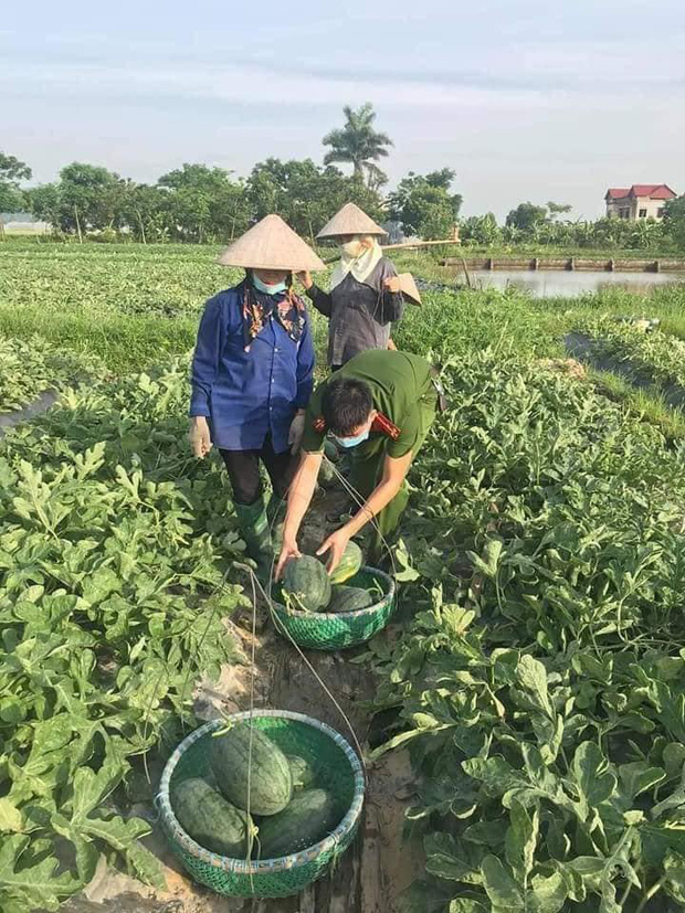  Nắng nóng gay gắt, công an Bắc Giang phơi mình giúp người dân thu hoạch dưa hấu - Ảnh 2.