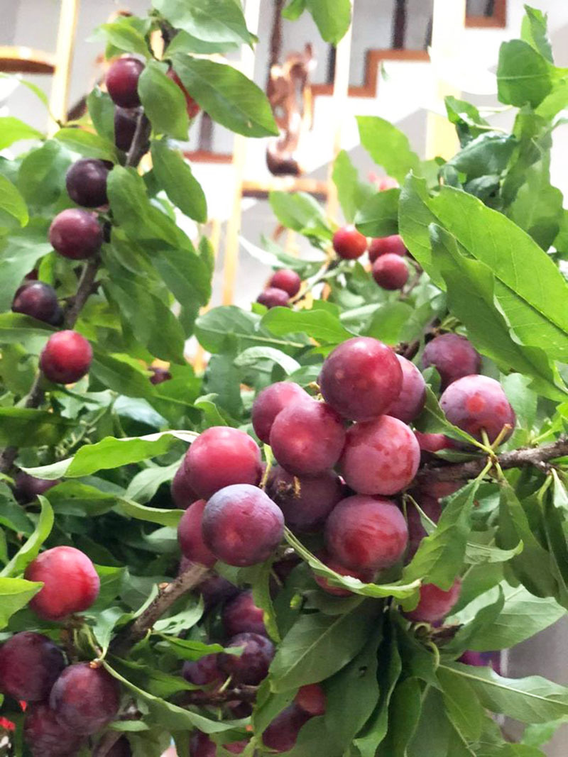Mận cơm rẻ như cho vẫn ế, mận nguyên cành đắt giá cháy hàng