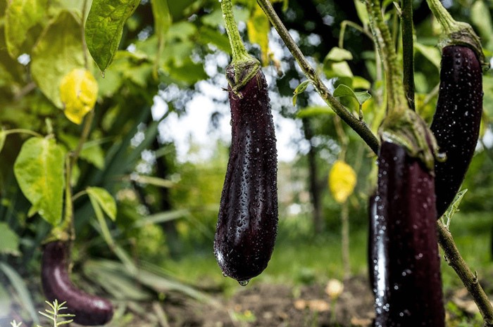 Người trồng cây mách 4 mẹo chọn cà tím - Ảnh 4. Người trồng cây mách 4 mẹo chọn cà tím - Ảnh 4.