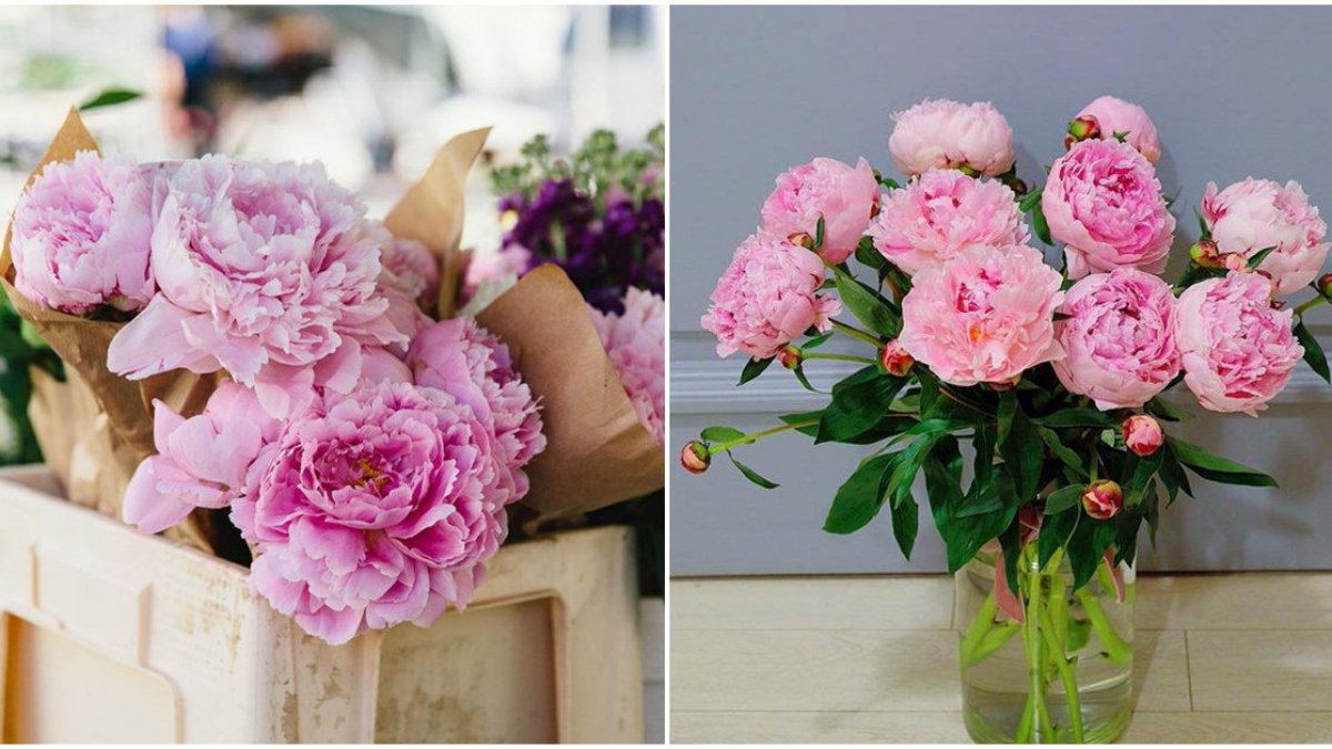 Giúp bạn cách chọn hoa phù hợp với mỗi không gian trong nhà