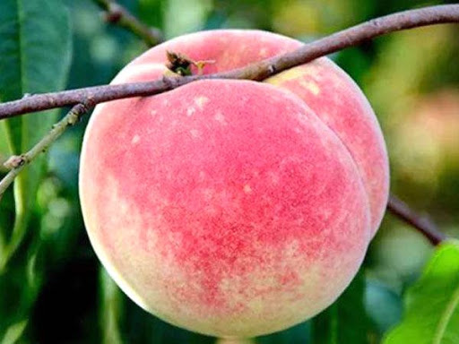 Đ&agrave;o qu&yacute; nh&acirc;n nặng gần 1kg, ngọt hơn mật, T&ocirc;n Ngộ Kh&ocirc;ng cũng th&egrave;m - Ảnh 11.