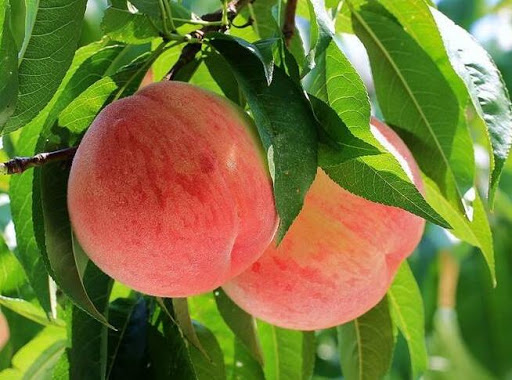 Đ&agrave;o qu&yacute; nh&acirc;n nặng gần 1kg, ngọt hơn mật, T&ocirc;n Ngộ Kh&ocirc;ng cũng th&egrave;m - Ảnh 13.
