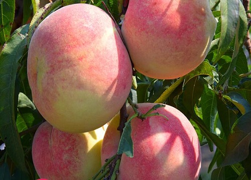 Đ&agrave;o qu&yacute; nh&acirc;n nặng gần 1kg, ngọt hơn mật, T&ocirc;n Ngộ Kh&ocirc;ng cũng th&egrave;m - Ảnh 14.