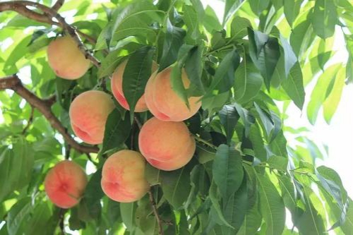 Đ&agrave;o qu&yacute; nh&acirc;n nặng gần 1kg, ngọt hơn mật, T&ocirc;n Ngộ Kh&ocirc;ng cũng th&egrave;m - Ảnh 15.