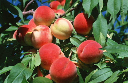 Đ&agrave;o qu&yacute; nh&acirc;n nặng gần 1kg, ngọt hơn mật, T&ocirc;n Ngộ Kh&ocirc;ng cũng th&egrave;m - Ảnh 5.