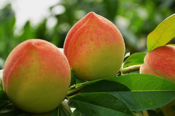 Đ&agrave;o qu&yacute; nh&acirc;n nặng gần 1kg, ngọt hơn mật, T&ocirc;n Ngộ Kh&ocirc;ng cũng th&egrave;m - Ảnh 7.
