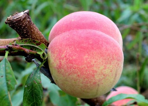 Đ&agrave;o qu&yacute; nh&acirc;n nặng gần 1kg, ngọt hơn mật, T&ocirc;n Ngộ Kh&ocirc;ng cũng th&egrave;m - Ảnh 8.