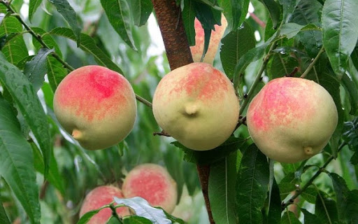 Đ&agrave;o qu&yacute; nh&acirc;n nặng gần 1kg, ngọt hơn mật, T&ocirc;n Ngộ Kh&ocirc;ng cũng th&egrave;m - Ảnh 9.