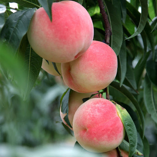 Đ&agrave;o qu&yacute; nh&acirc;n nặng gần 1kg, ngọt hơn mật, T&ocirc;n Ngộ Kh&ocirc;ng cũng th&egrave;m - Ảnh 10.