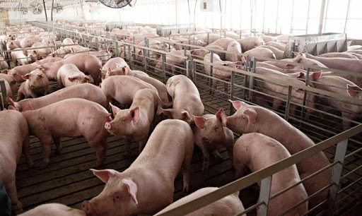 Thịt lợn xuất chuồng siêu rẻ trái ngược hẳn với giá thịt ngoài chợ - Ảnh 1.