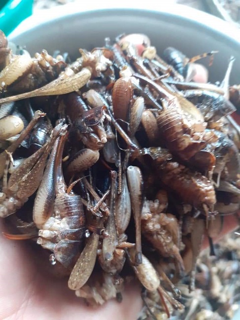 Loại tôm bám trên cây nửa triệu đồng/kg có gì đặc biệt? - Ảnh 5. Loại tôm bám trên cây nửa triệu đồng/kg có gì đặc biệt? - Ảnh 5.
