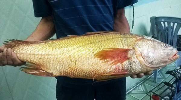 حقیقت در مورد ساکولنت های زرد - ماهی گرانبهای میلیارد دلاری در ویتنام - عکس 1.