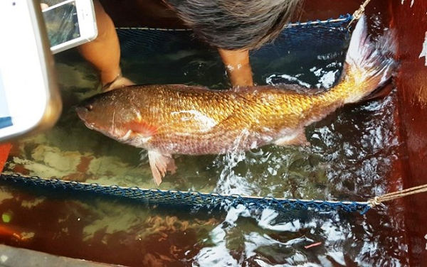 Sự thật về sủ vàng - loài cá quý hàng tỷ đồng ở Việt Nam - Ảnh 12.