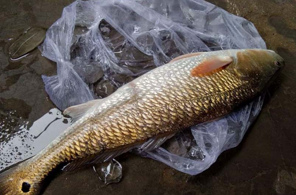 Sự thật về sủ vàng - loài cá quý hàng tỷ đồng ở Việt Nam - Ảnh 4.